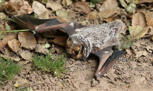 A bat resting on the ground among dry leaves and grass, with its wings spread out.