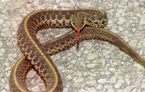 A brown and tan patterned snake with a forked tongue resting on a gravel surface.