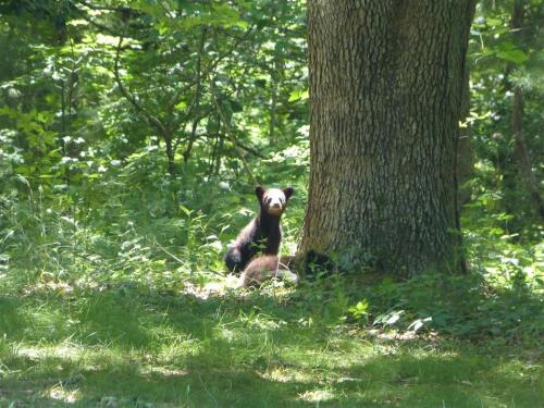 A black bear peeks out from behind a tree in a lush, green forest.