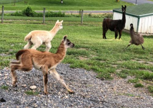 Three animals are running in a grassy area: two llamas and an emu, with a shed in the background.