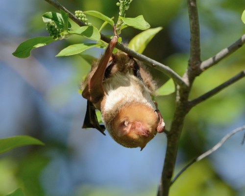 A bat hanging upside down from a branch, surrounded by green leaves and soft blue sky in the background.