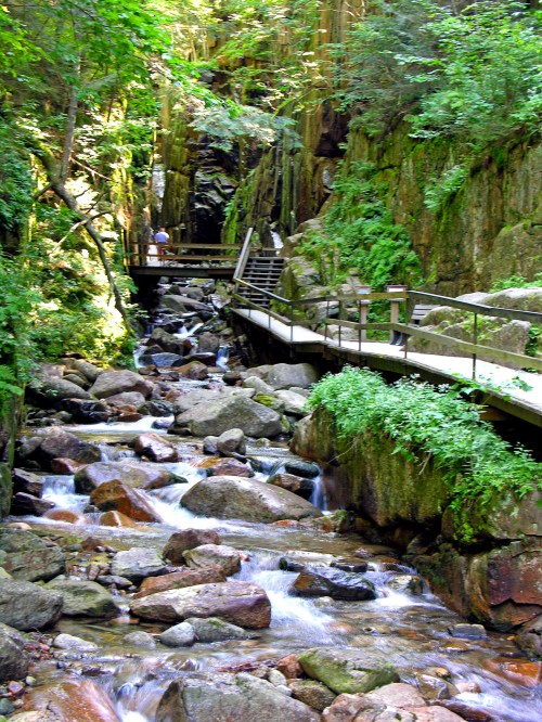 A serene forest scene with a rocky stream, wooden walkways, and lush greenery surrounding a narrow canyon.