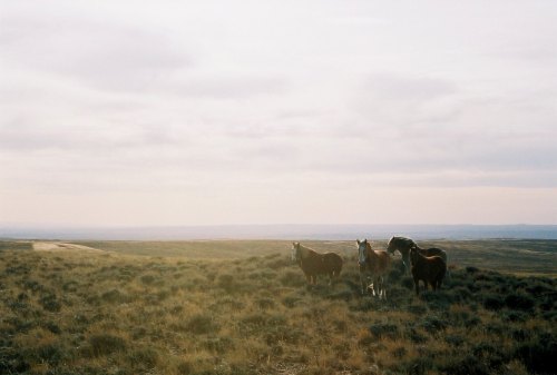 Four horses stand in a grassy landscape under a cloudy sky, with distant hills visible in the background.