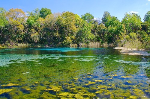 A serene natural landscape featuring a clear blue-green spring surrounded by lush trees and vibrant vegetation.