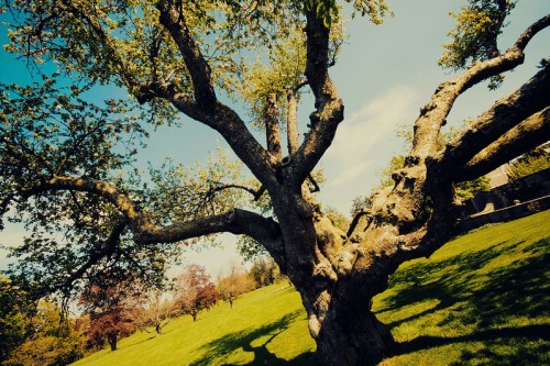 A gnarled tree with lush green leaves stands in a sunny field, surrounded by vibrant foliage and a clear blue sky.