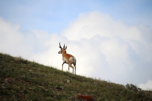 A lone antelope stands on a grassy hill, facing away against a backdrop of fluffy clouds.