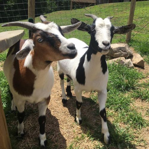 Two goats, one brown and white and the other black and white, stand together in a grassy area near a wooden structure.