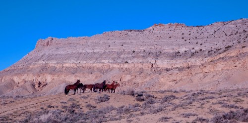 A group of horses stands on a sandy landscape with a rocky cliff and clear blue sky in the background.