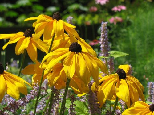 Bright yellow flowers with dark centers surrounded by green foliage and other colorful blooms in a garden setting.