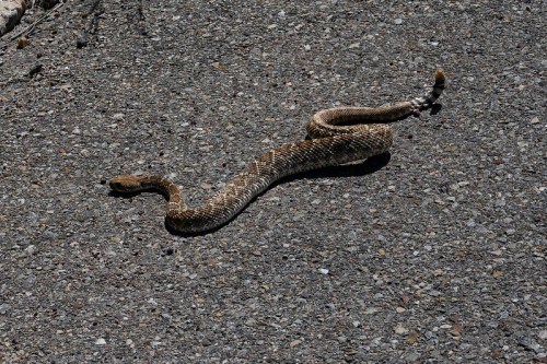 A snake slithering across a textured asphalt surface.