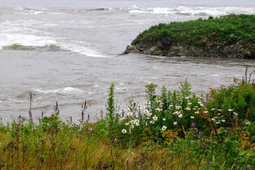 A coastal scene with wildflowers in the foreground and gentle waves lapping at a rocky shore in the background.
