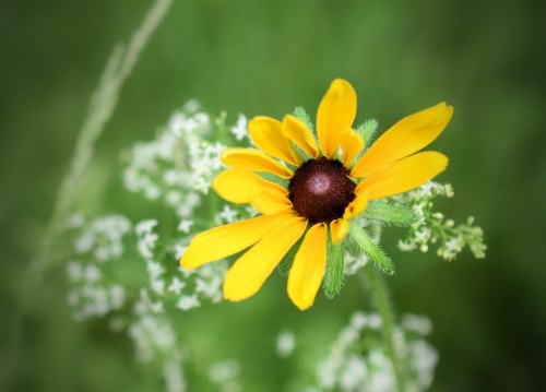 A vibrant yellow flower with a dark center surrounded by delicate white blooms against a green background.