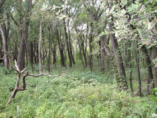 A dense forest with tall trees and lush green undergrowth, featuring a fallen branch on the ground.