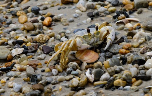 A crab on a sandy beach, surrounded by various small pebbles and shells.