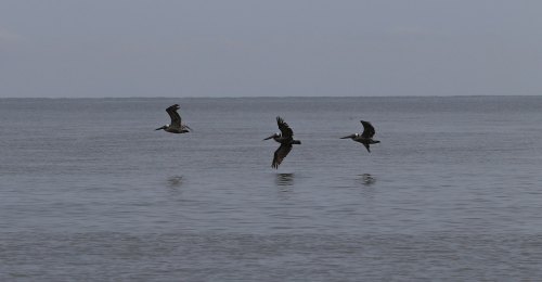 Three birds flying low over a calm sea, reflecting on the water's surface under a cloudy sky.
