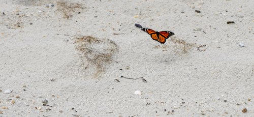A monarch butterfly flutters above sandy ground with scattered seaweed and small shells.