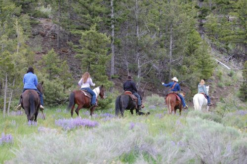 A group of five people on horseback riding through a lush, green forest with blooming wildflowers.