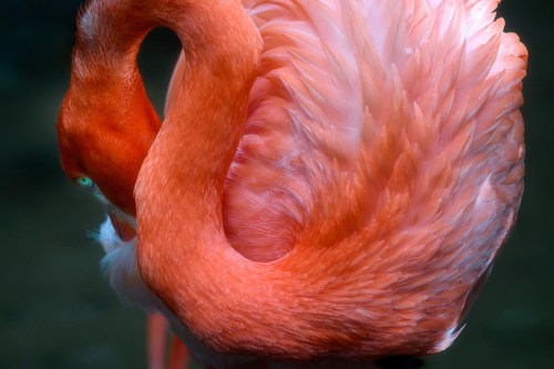A close-up of a vibrant pink flamingo, showcasing its feathers and curved neck against a dark background.