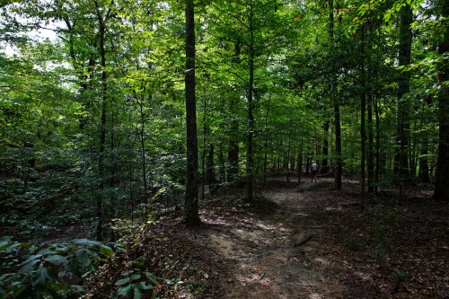 A serene forest path surrounded by lush green trees and dappled sunlight filtering through the leaves.