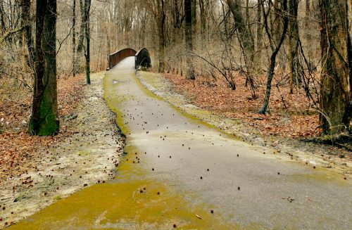 A winding path through a wooded area, leading to a bridge, with fallen leaves and moss along the sides.