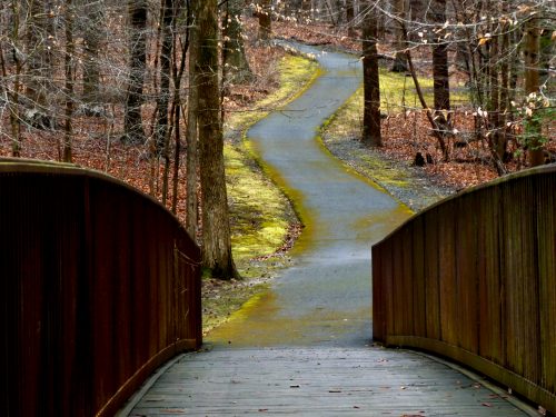 A wooden bridge leads to a winding path through a forest with bare trees and moss-covered ground.
