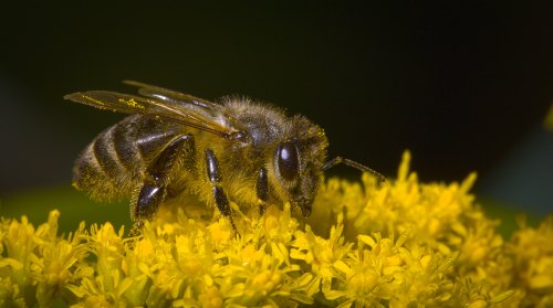 A close-up of a bee collecting pollen from a bright yellow flower against a dark background.