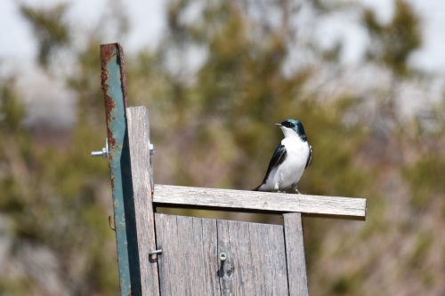 A small bird with a white belly and iridescent green head perched on a wooden post against a blurred background.