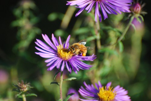 A bee collecting nectar from a vibrant purple flower in a garden setting.