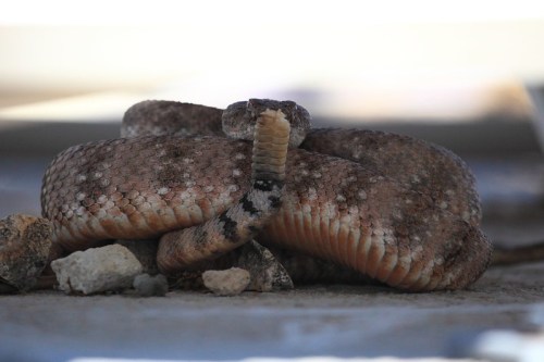 A coiled snake resting on rocky ground, blending into its surroundings with a textured, patterned body.