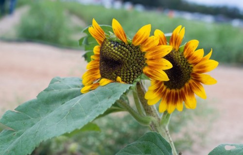 Two vibrant sunflowers with yellow petals and dark centers, surrounded by green leaves in a field.