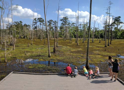 A group of children and adults observe a wetland area with trees and water from a wooden platform.