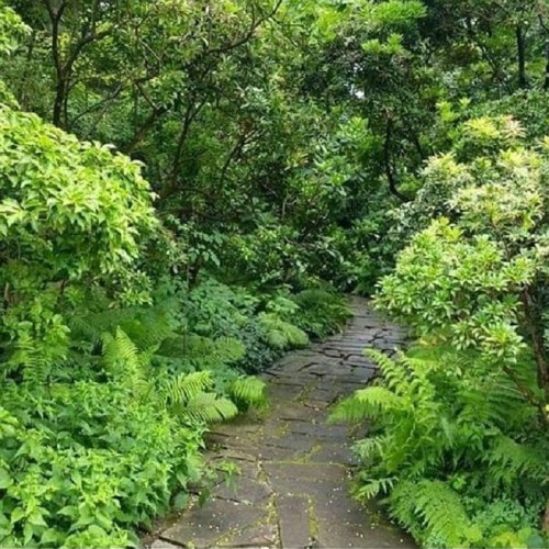 A stone path winding through lush greenery and ferns in a dense forest.