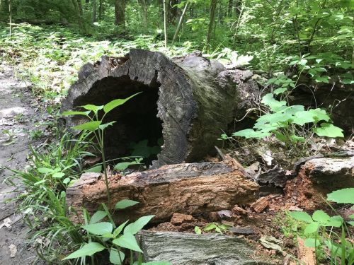 A hollowed log surrounded by green foliage and small plants in a wooded area.