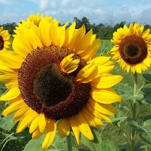 A close-up of vibrant sunflowers in a field, showcasing their bright yellow petals and dark centers against a blue sky.
