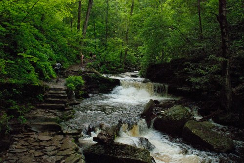 A serene forest scene with a flowing creek, small waterfalls, and lush green foliage surrounding the water.
