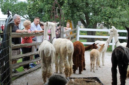 Visitors interact with a group of alpacas at a farm, surrounded by greenery and a wooden fence.