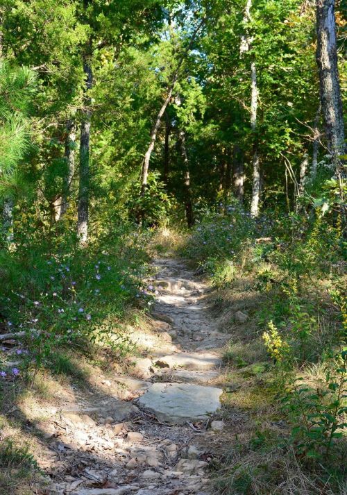 A winding dirt path through a lush green forest, surrounded by trees and wildflowers.
