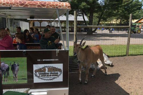 A group of people on a trailer ride at a zoo, with an antelope walking nearby in a grassy area.