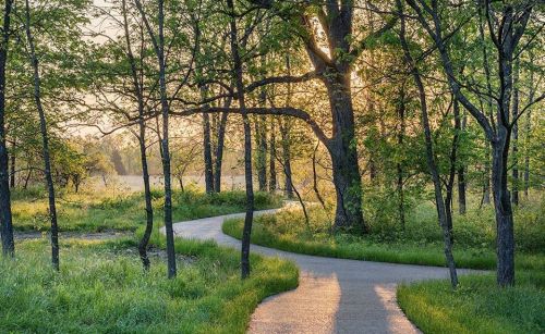 A winding path through a lush green forest, illuminated by soft sunlight filtering through the trees.