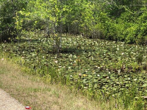 A serene pond covered with lily pads and white flowers, surrounded by lush greenery and a grassy bank.