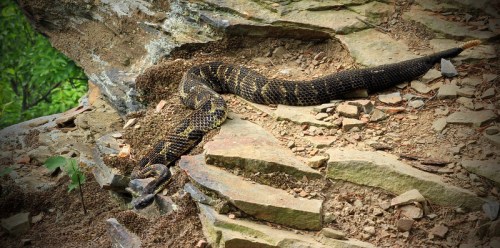 A large snake resting on rocky terrain, blending into the natural surroundings with its patterned scales.