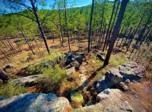 A scenic view of a rocky landscape surrounded by tall pine trees and lush greenery under a clear blue sky.