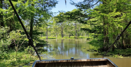 A serene view of a calm waterway surrounded by lush green trees and vegetation on a sunny day.