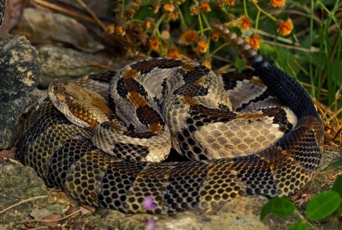 A coiled snake with a patterned body resting on rocks, surrounded by green foliage and small flowers.