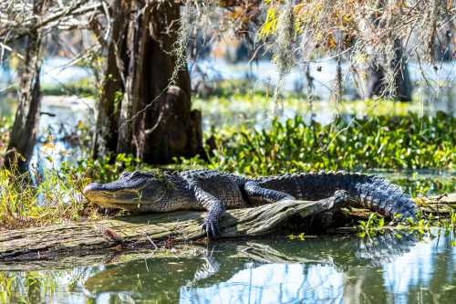 An alligator rests on a log in a serene swamp, surrounded by greenery and water.