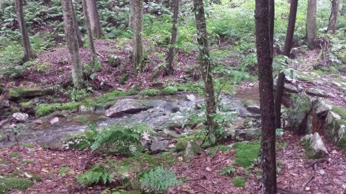 A serene forest scene with a small stream flowing over rocks, surrounded by lush greenery and trees.