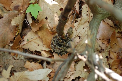 A camouflaged snake resting among dry leaves and twigs on the forest floor.