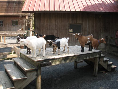 A group of goats of various colors standing on a wooden platform near a barn.