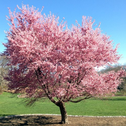 A vibrant pink cherry blossom tree in full bloom against a clear blue sky and green grass.