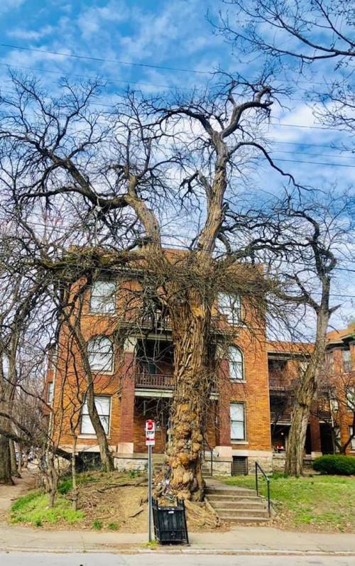 A large, bare tree stands next to a brick apartment building under a blue sky with scattered clouds.